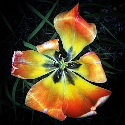 Rough around the edges BUT beautiful!!! Photo By MzBliss