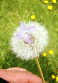 Make a wish by MzBliss